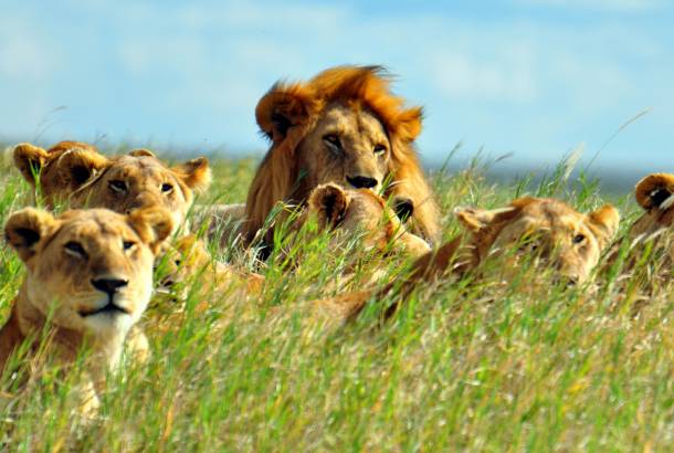  Lions-in-Grass-Africa-Overland-Safaris--Africa-Lodge-Safaris--Africa-Tours--On-The-Go-Tours